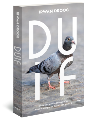 Duif